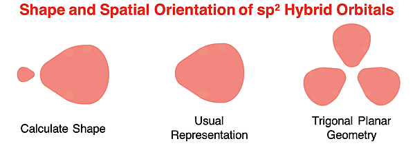 Shape and orientation of the three sp2 hybrid orbitals.